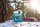 SONAX AntiFrost+KlarSicht bis -18°C Green Forest 5 Liter Kanister Gebrauchsfertig 01385000